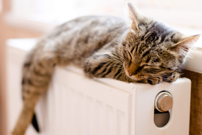 Eine Katze genießt die Wärme auf einer Heizung